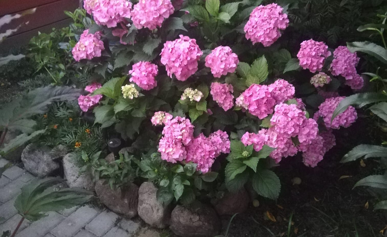 Hortensja ogrodowa różowa