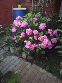 Hortensja ogrodowa różowa