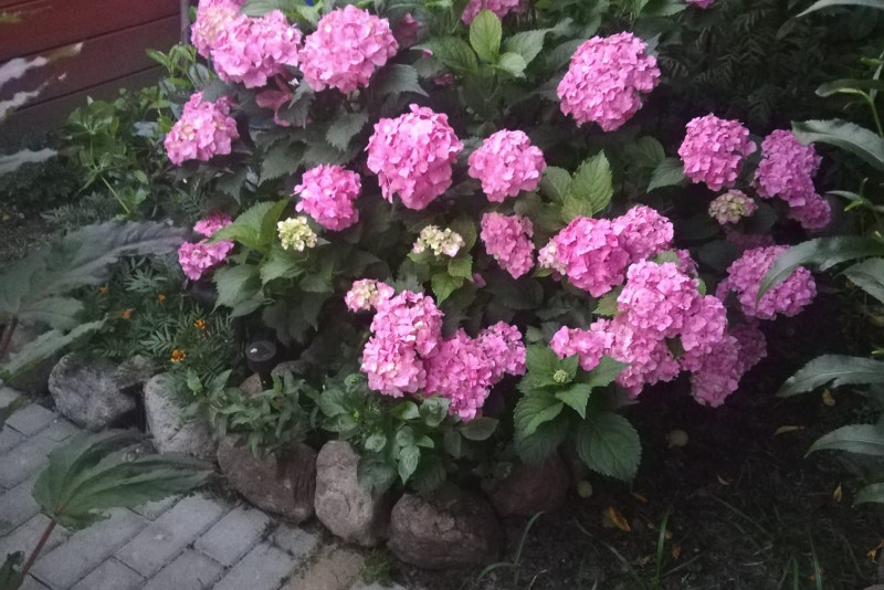 Hortensja ogrodowa różowa