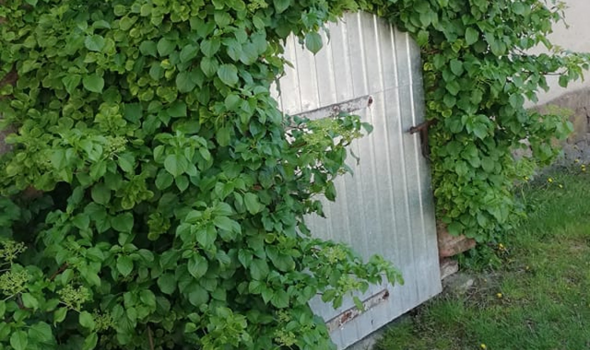 Hortensja pnąca