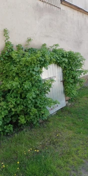 Hortensja pnąca