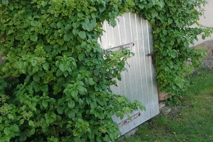 Hortensja pnąca