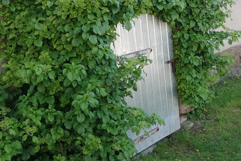 Hortensja pnąca