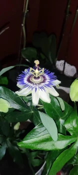 Passiflora