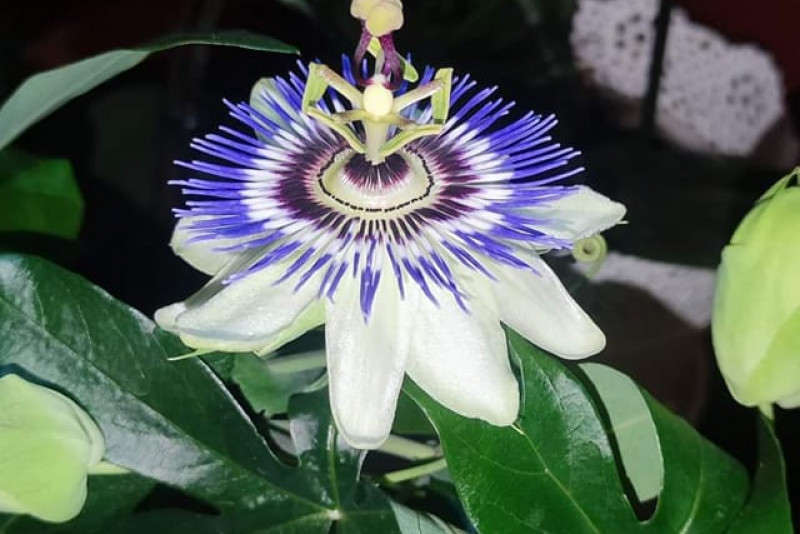 Passiflora
