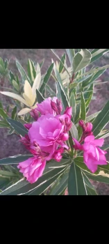 Oleander variegata