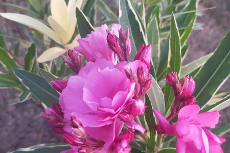 Oleander variegata