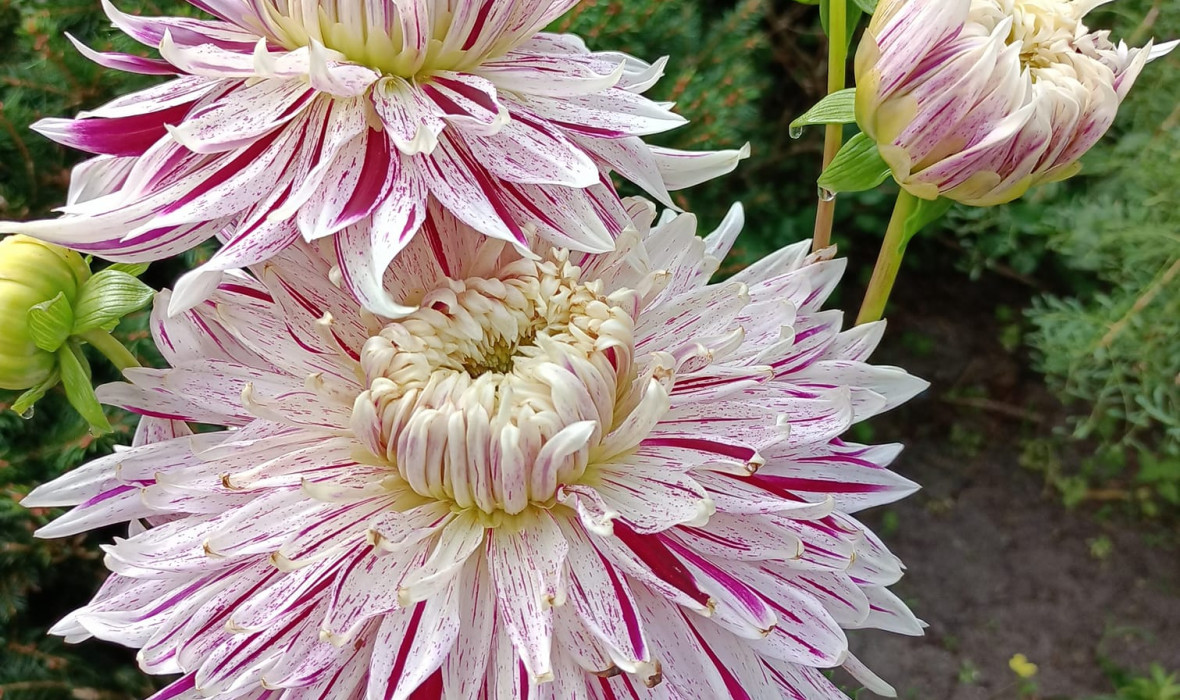 Dalia