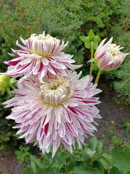 Dalia