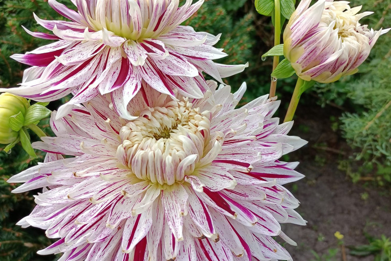 Dalia