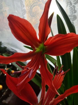 Hippeastrum aulicum
