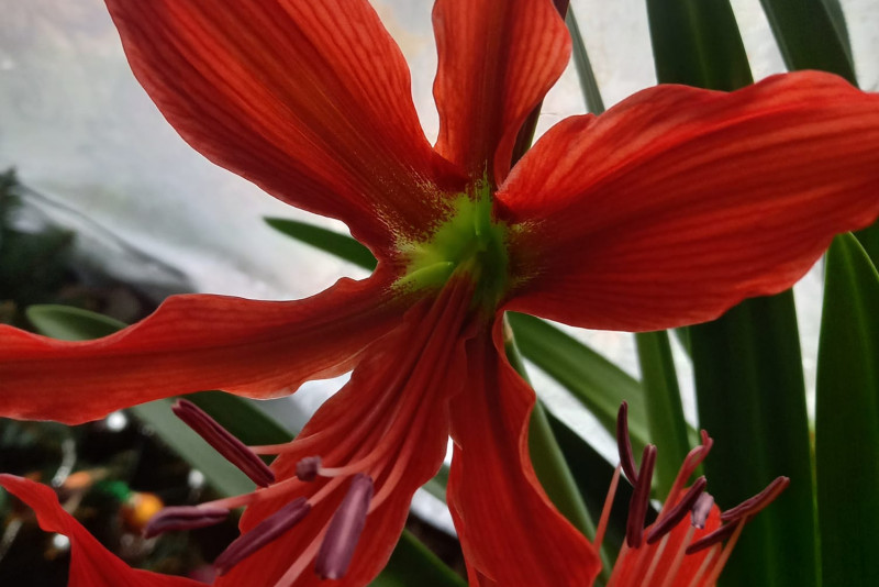 Hippeastrum aulicum