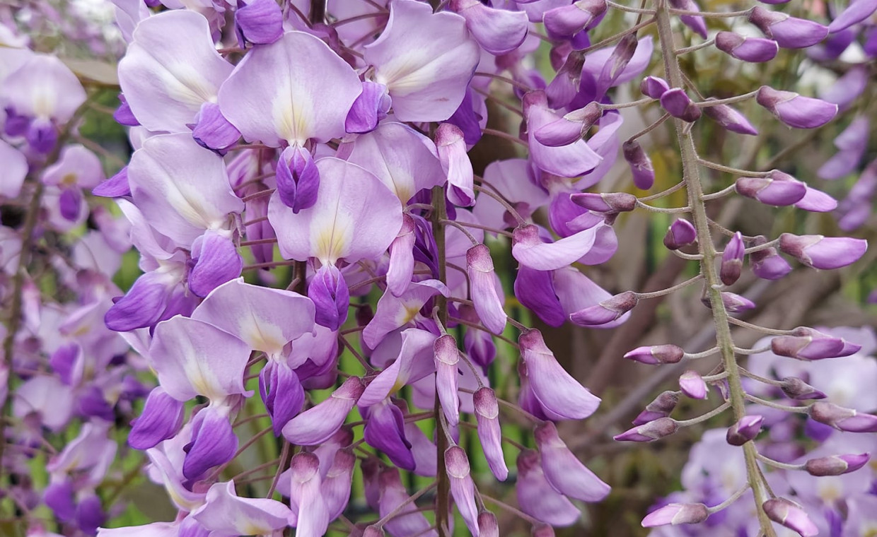 Wisteria