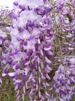 Wisteria