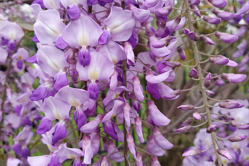 Wisteria
