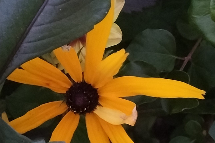 Rudbekia