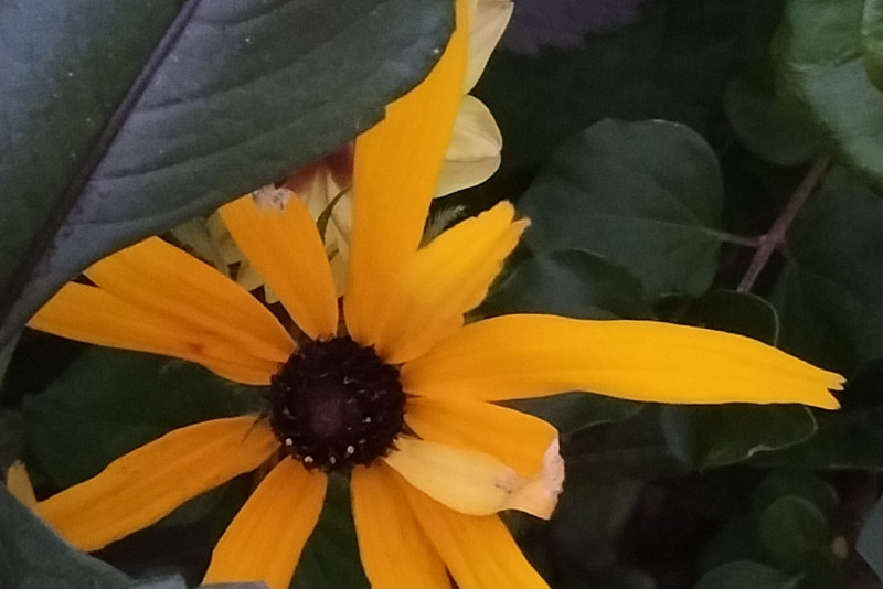 Rudbekia
