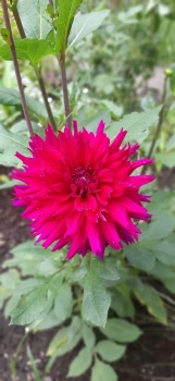 Dalia