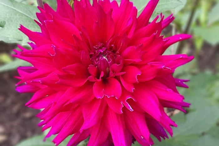 Dalia