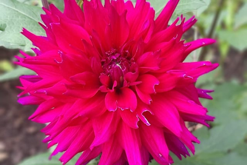 Dalia