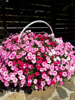 Supertunia vista