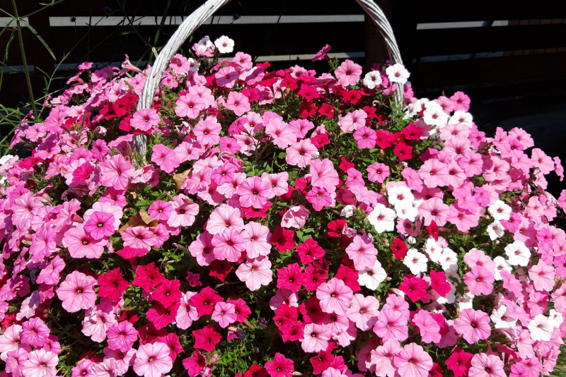 Supertunia vista