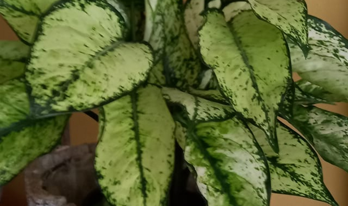 Aglaonema 'Osaka'