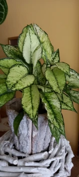 Aglaonema 'Osaka'