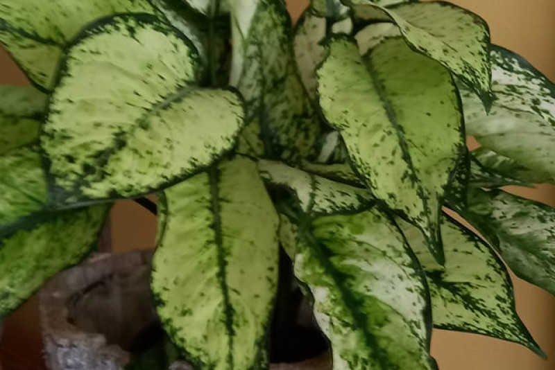 Aglaonema 'Osaka'