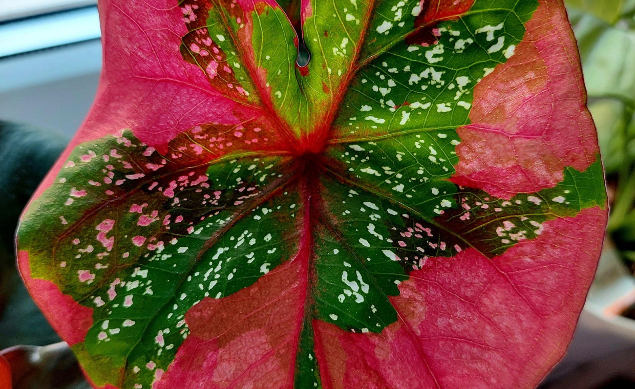 Caladium red beret