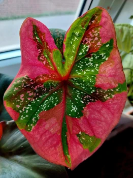 Caladium red beret