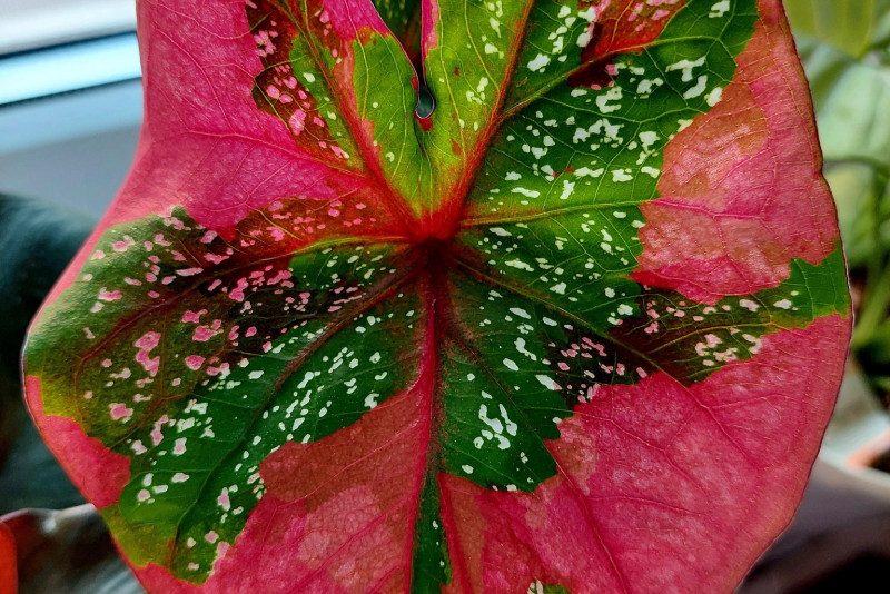Caladium red beret