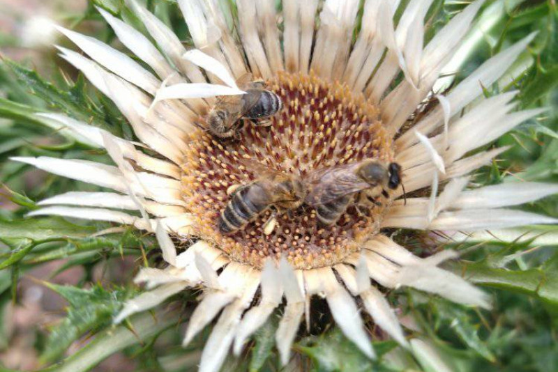 Dziewięćsił