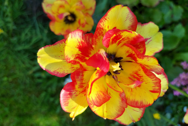 Tulipan