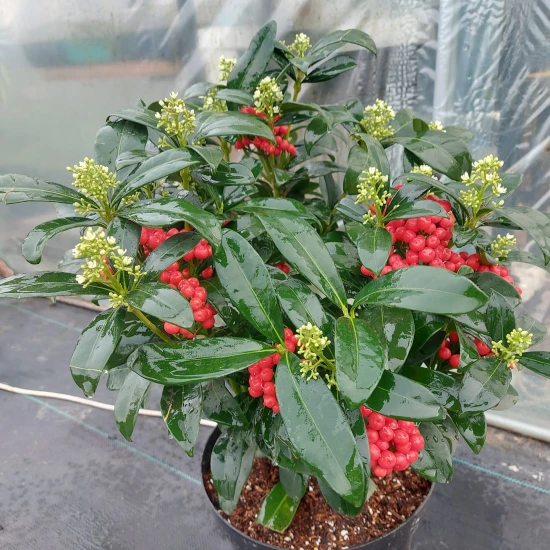 Skimia japonica
