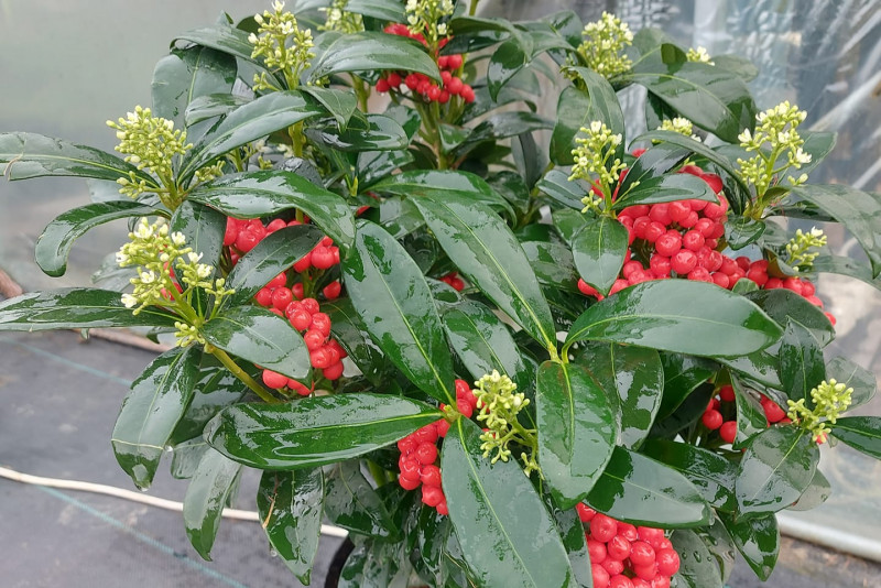 Skimia japonica