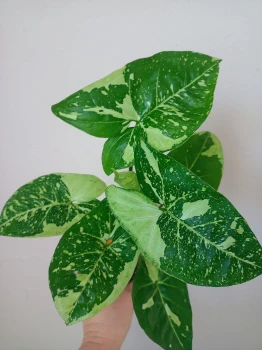 Syngonium panda Galaxy
