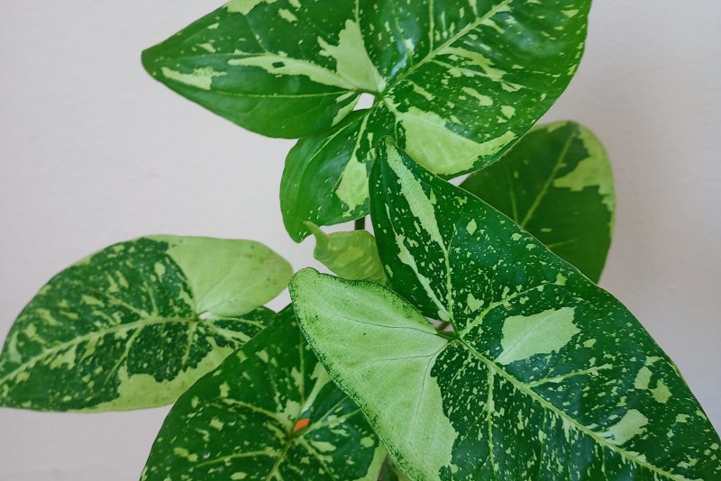 Syngonium panda Galaxy