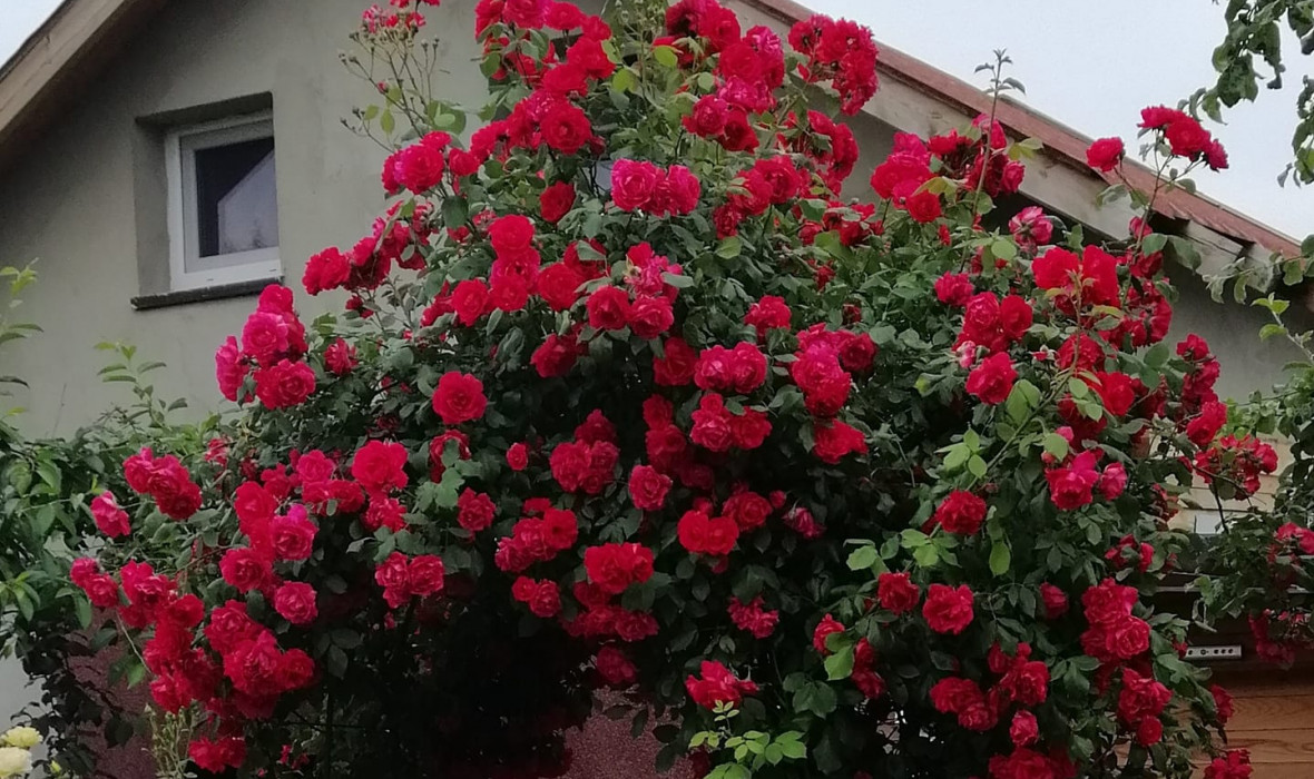 Róża