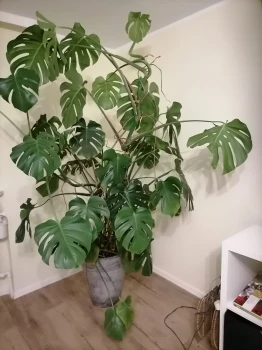 Monstera