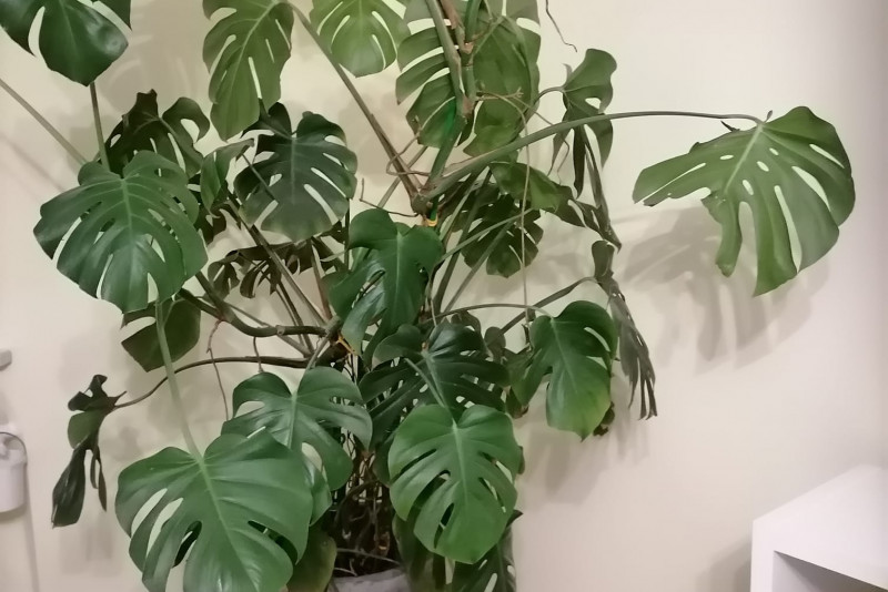 Monstera