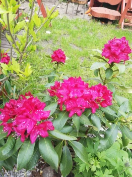 Rododendron