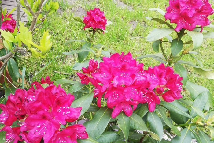 Rododendron