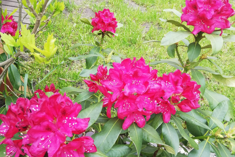 Rododendron