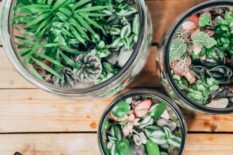 Jak założyć terrarium z roślinami