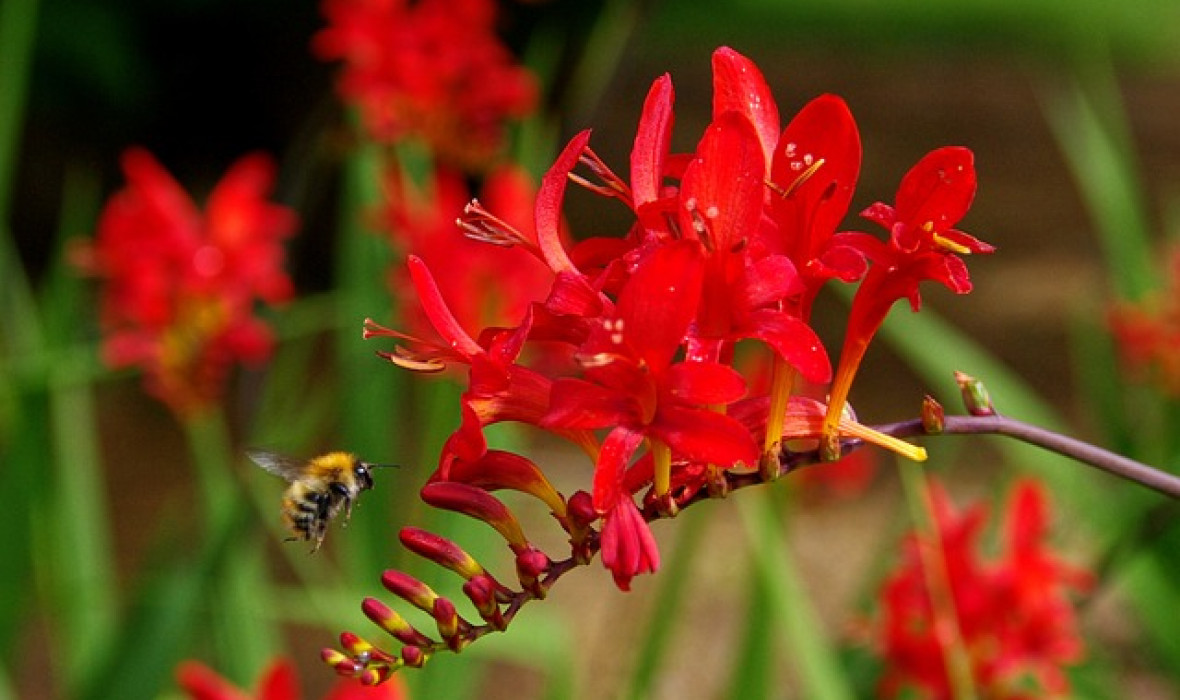 Krokosmia (Crocosmia)  - odpowiednia pielęgnacja