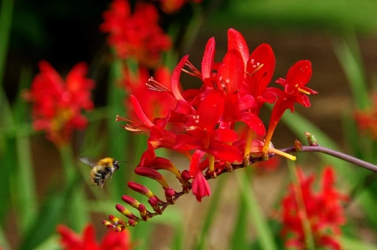 Krokosmia (Crocosmia)  - odpowiednia pielęgnacja