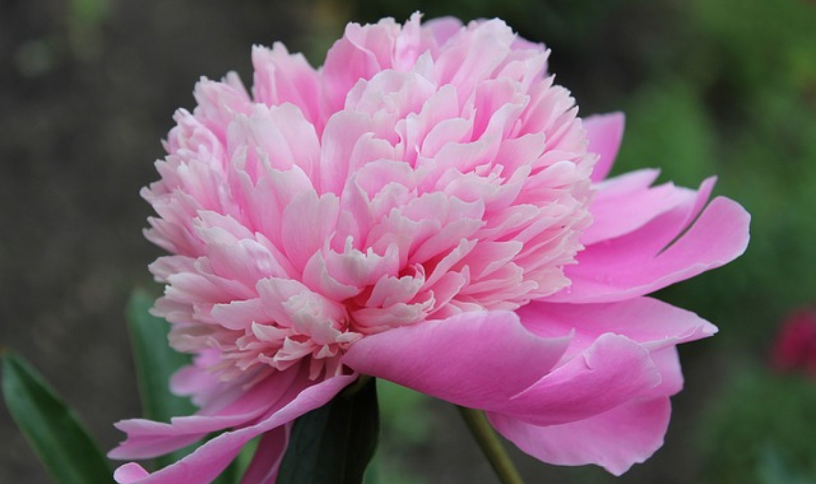 🌸 Piwonia – odpowiednia pielęgnacja