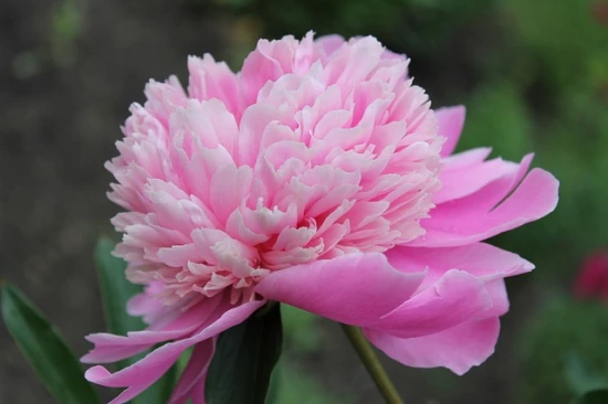 🌸 Piwonia – odpowiednia pielęgnacja