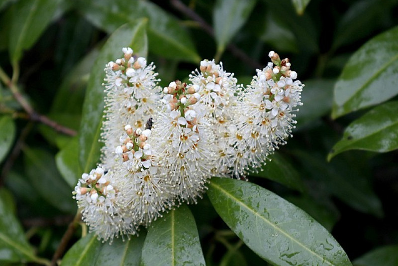 Laurowiśnia (Prunus laurocerasus) - odpowiednia pielęgnacja